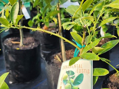 Fruit Trees Fruit (2)