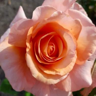 Roses IMG 20230411 104812 927 thumb