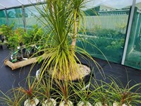 Shrubs (non-native) Shrubstrees thumb