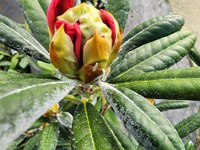 Rhododendrons /Azaleas Rhododendron thumb