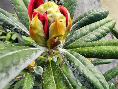 Rhododendrons /Azaleas Rhododendron