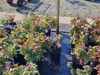 Roses Roses (2) thumb