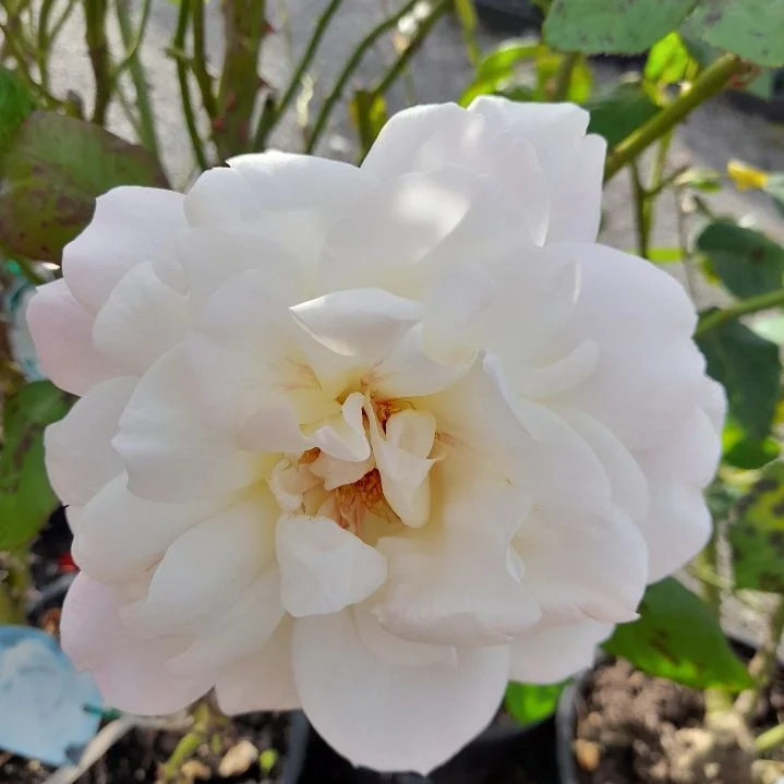 Roses IMG 20230411 104813 046 thumb