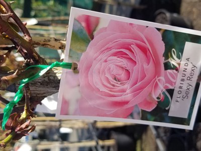 Roses 20220916 094511