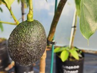 Fruit Trees Fruit (3) thumb