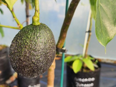 Fruit Trees Fruit (3)