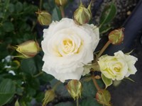 Roses 20221028 103154 thumb