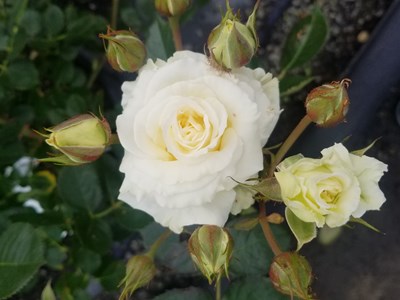 Roses 20221028 103154