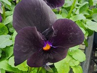 Flowers Seedlingflower thumb