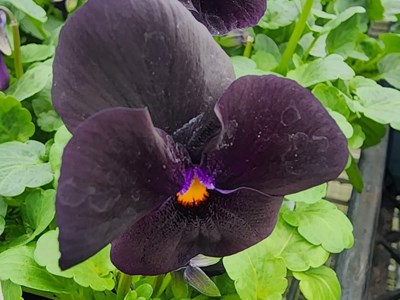 Flowers Seedlingflower