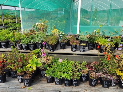 Flowers Perennials (1)