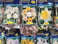 Seeds & Bulbs Bulbs (4) thumb