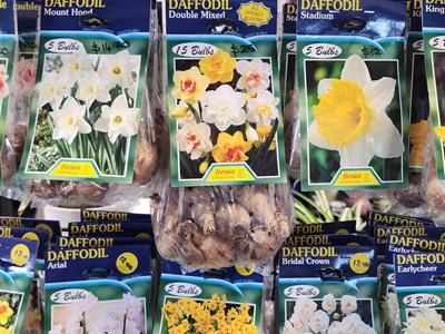 Seeds & Bulbs Bulbs (4)