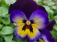 Flowers Seedlingflower (2) thumb