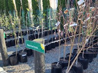 Fruit Trees Fruit (7) thumb