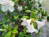 Rhododendrons /Azaleas Rhododendron2 thumb
