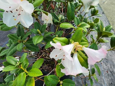 Rhododendrons /Azaleas Rhododendron2