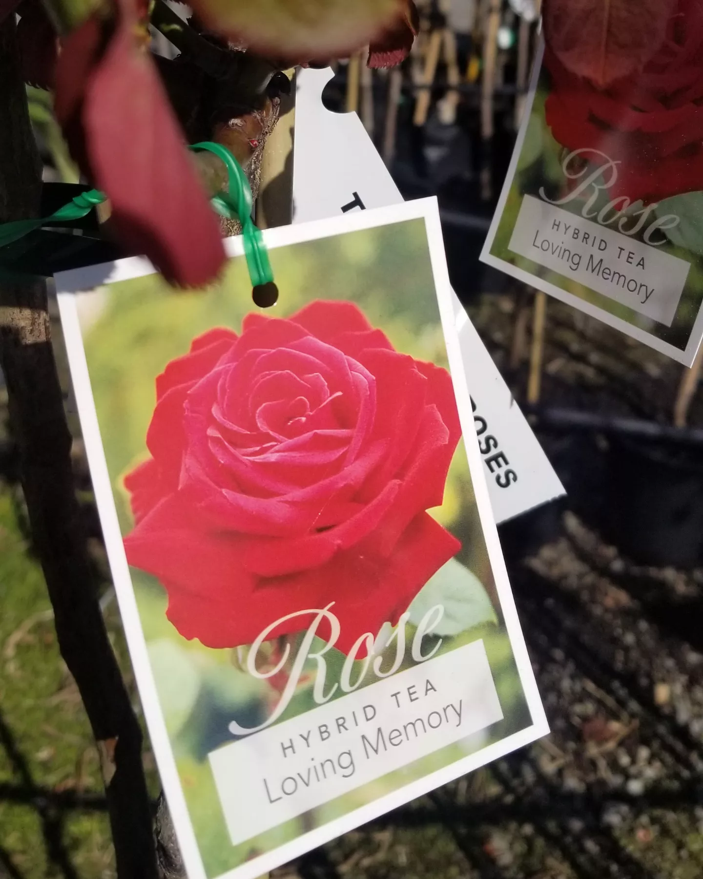 Roses IMG 20220916 095751 475