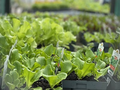 Veggies seedlings (1)