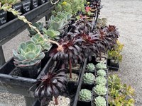 Cacti/succulents succulents (1) thumb