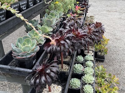 Cacti/succulents succulents (1)