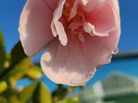 Camellias Camellias thumb