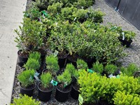 Native Shrubs Nativeshrubs thumb