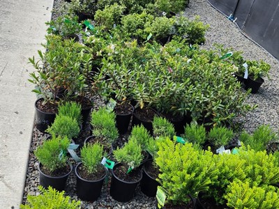 Native Shrubs Nativeshrubs