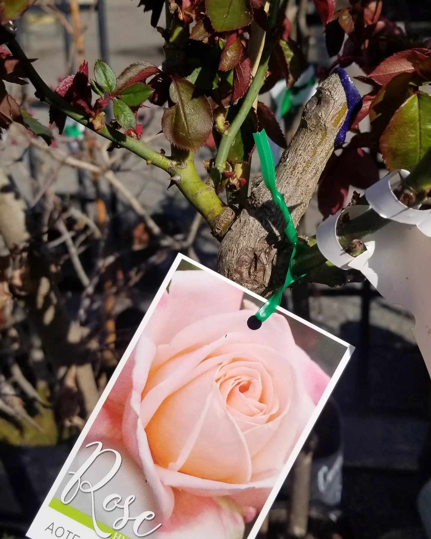 Roses IMG 20220916 095751 559 thumb