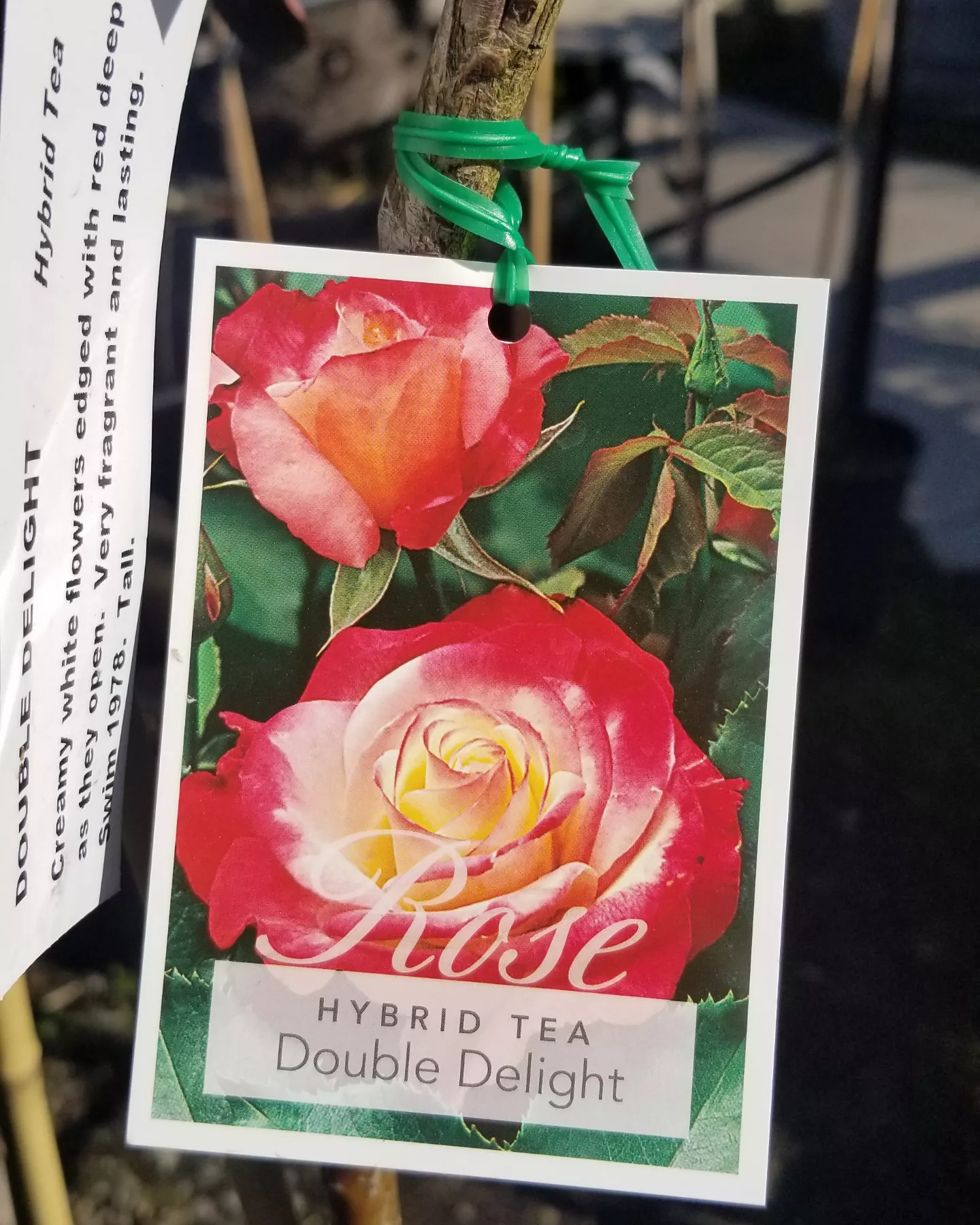 Roses IMG 20220916 095751 520