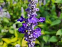 Flowers Perennials thumb