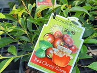 Fruit Trees Fruit (4) thumb