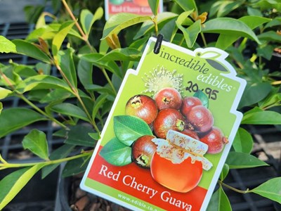 Fruit Trees Fruit (4)