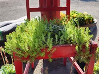 Cacti/succulents Succulents thumb