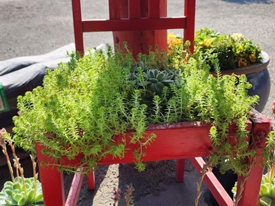 Cacti/succulents Succulents