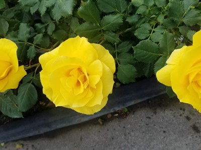 Roses 20221028 103447