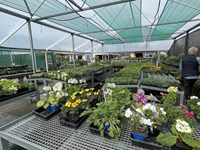 Flowers seedlings thumb