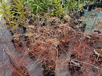 Native Shrubs Natives (2) thumb