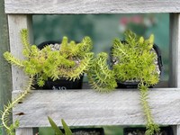 Cacti/succulents Large IMG 0808 thumb