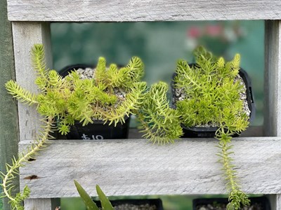 Cacti/succulents Large IMG 0808