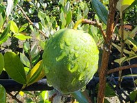 Fruit Trees Fruit (9) thumb