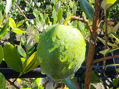 Fruit Trees Fruit (9)