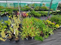 Shrubs (non-native) Nonnativeshrubs thumb