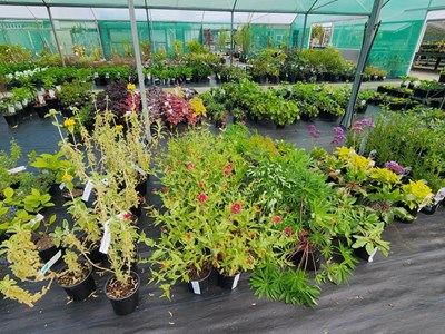 Shrubs (non-native) Nonnativeshrubs