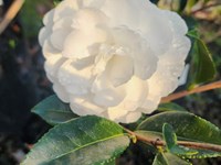 Camellias Camellia (2) thumb