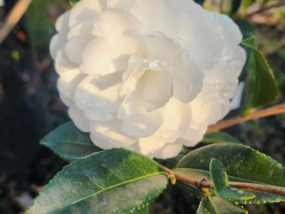 Camellias Camellia (2)