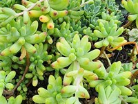 Cacti/succulents Succulents (2) thumb