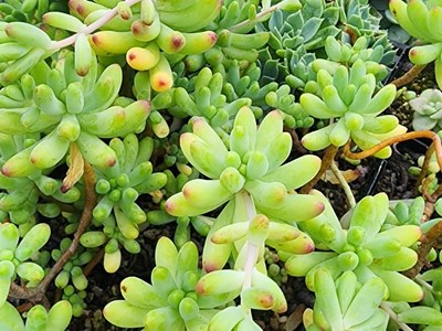 Cacti/succulents Succulents (2)