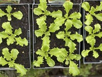 Veggies seedlings veggies thumb