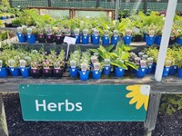 Herbs Herbs (1) thumb